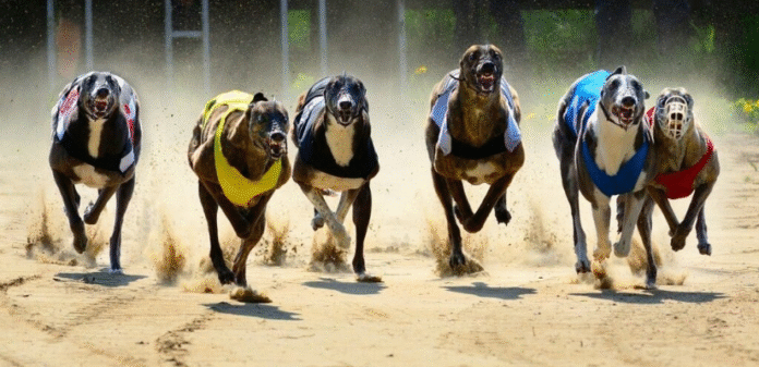 Greyhound Betting 101 Mistakes New & Seasoned Bettors Make Greyhound Betting 101: Mistakes New & Seasoned Bettors Make