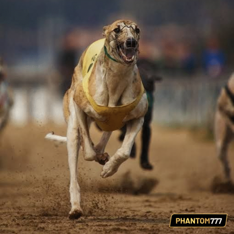 Greyhound Racing Betting Strategies That Improve Win Rates