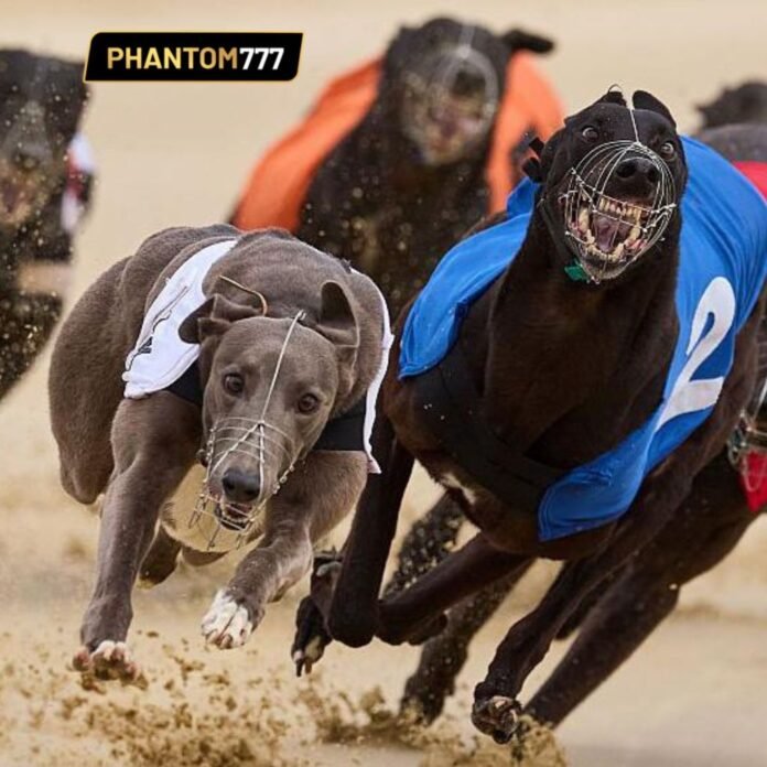 Top Greyhounds to Watch in 2026 Racing Season Top Greyhounds to Watch in 2026 Racing Season