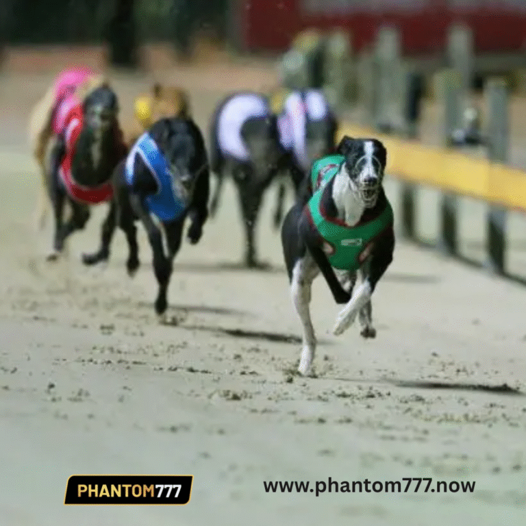 Greyhound Racing Tips Today: Top Trap Biases and Fast-Payout Picks