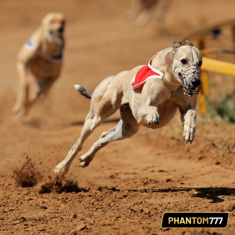 7 Factors That Influence Greyhound Race Results